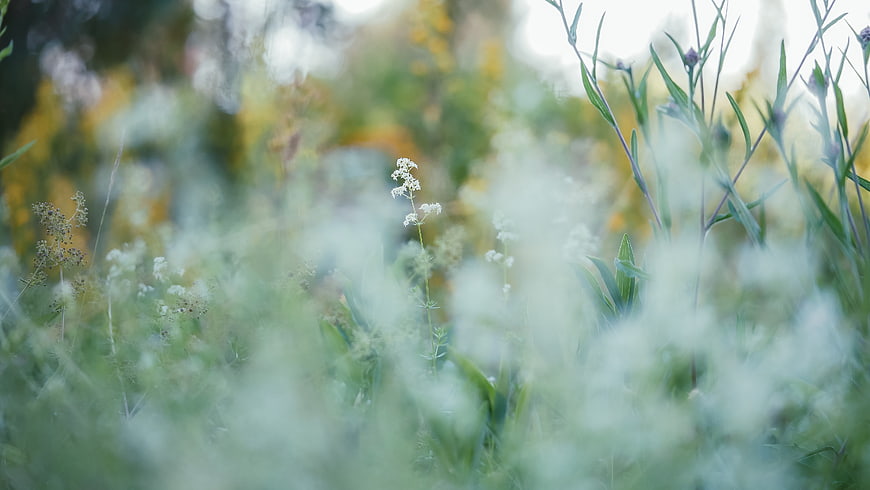 Soft Focus White Wildflowers in Green Meadow
