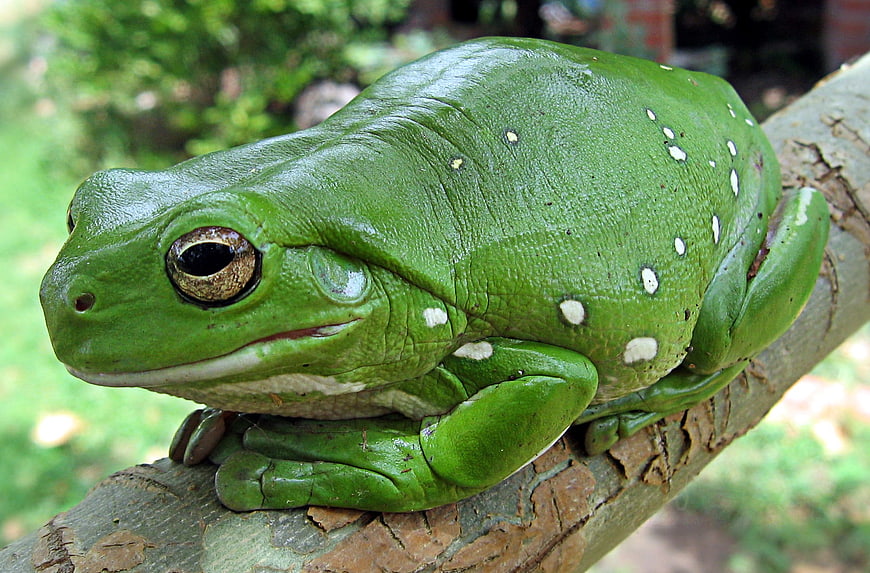 Close-up of a Green Tree Frog on a Branch