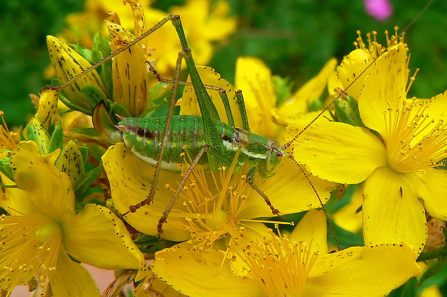 Green Katydid Insect on Yellow St. John's Wort Flowers