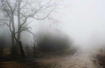 Misty forest path with bare tree and wooden cross