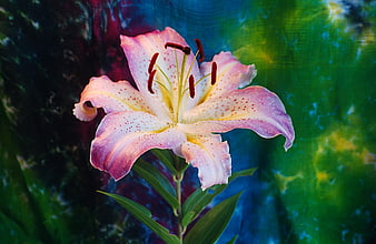Pink and white lily flower on colorful tie-dye background