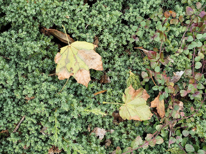 Top View of Dried Maple Leaves on Green Ground Cover