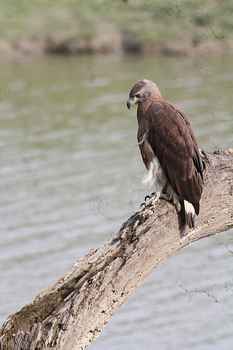 Grey-headed Fish Eagle Perched on Log by River