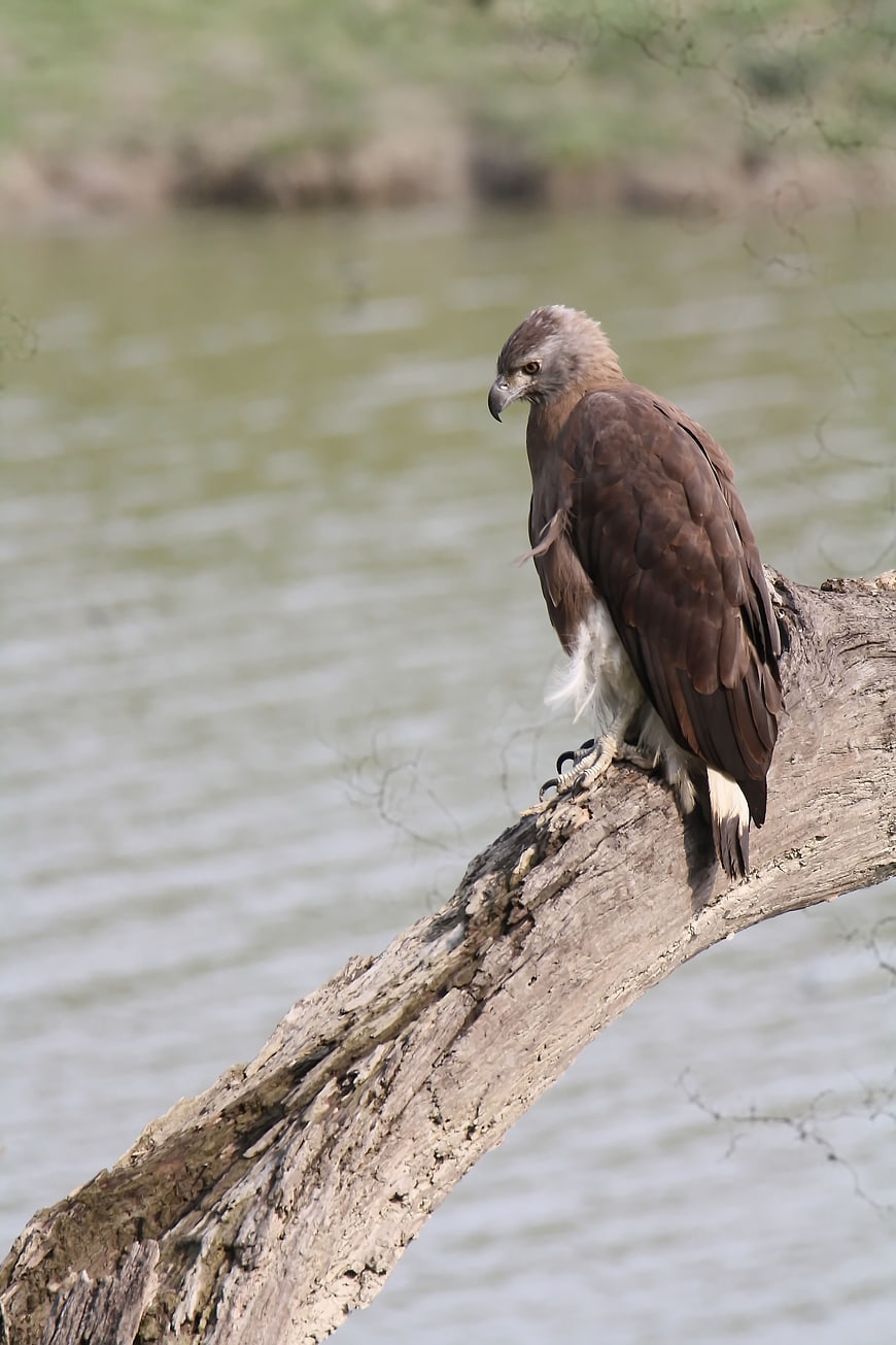 Grey-headed Fish Eagle Perched on Log by River