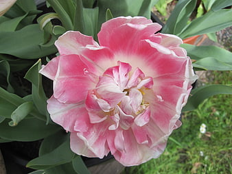 Close-up of a pink and white double tulip flower