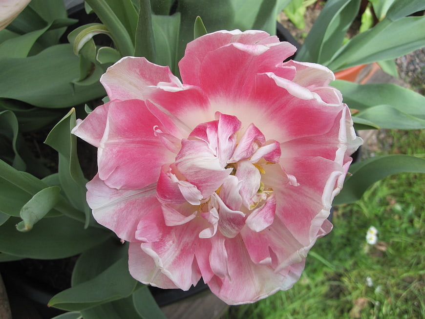 Close-up of a pink and white double tulip flower