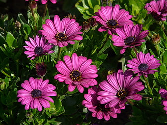 Vibrant pink African daisies blooming in a lush green garden