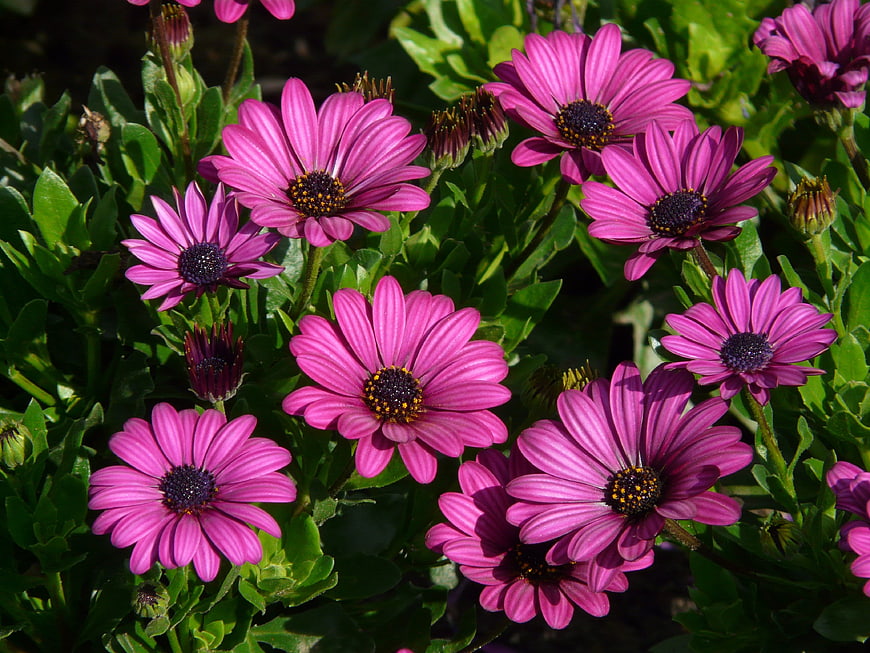 Vibrant pink African daisies blooming in a lush green garden