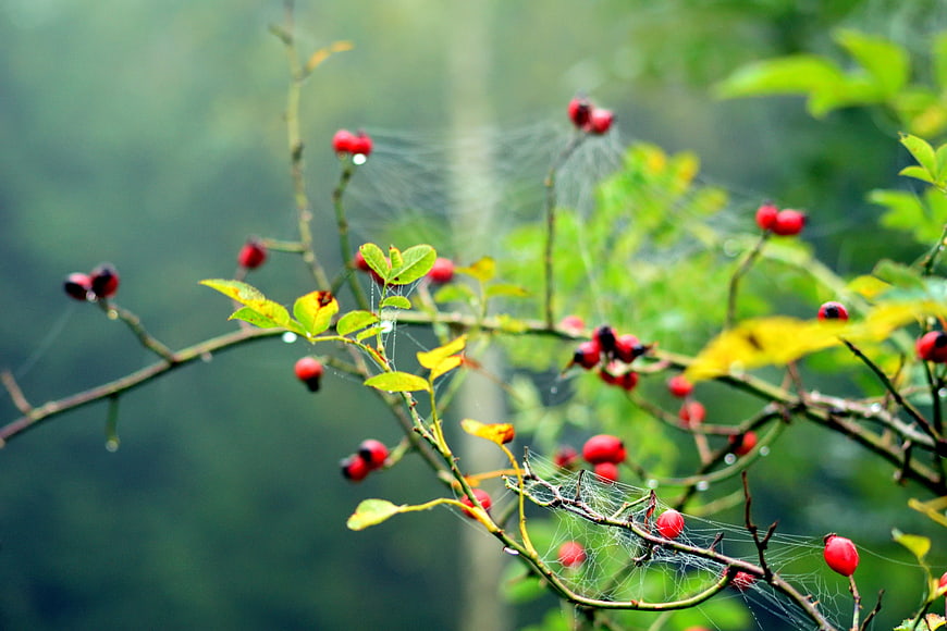 Red rose hips and spider web on a bush branch