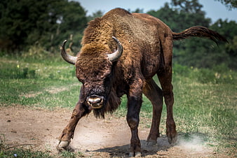 Aggressive European Bison Charging in Grassy Field