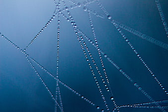 Abstract Blue Water Droplets on Spider Web