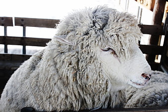 Close-up of a sheep with thick wool in a wooden pen