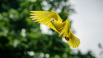 Yellow Pigeon Flying Against Green Bokeh Background