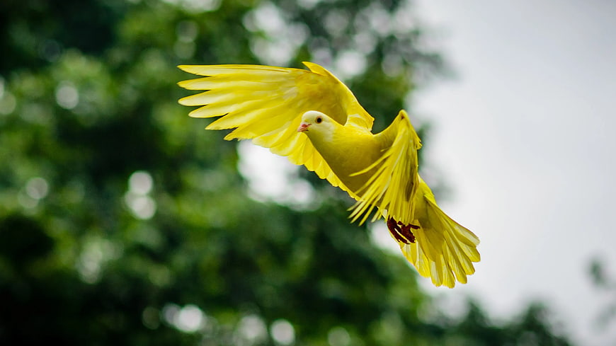 Yellow Pigeon Flying Against Green Bokeh Background