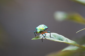 Iridescent Green Shield Bug on Leaf