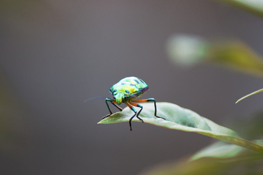 Iridescent Green Shield Bug on Leaf