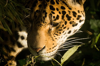 Close-up of a leopard resting in the grass