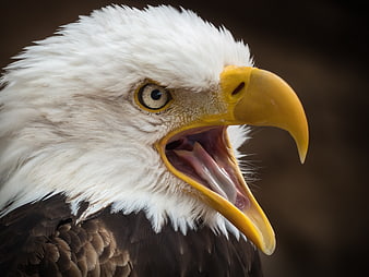 Close-up portrait of a bald eagle with open beak