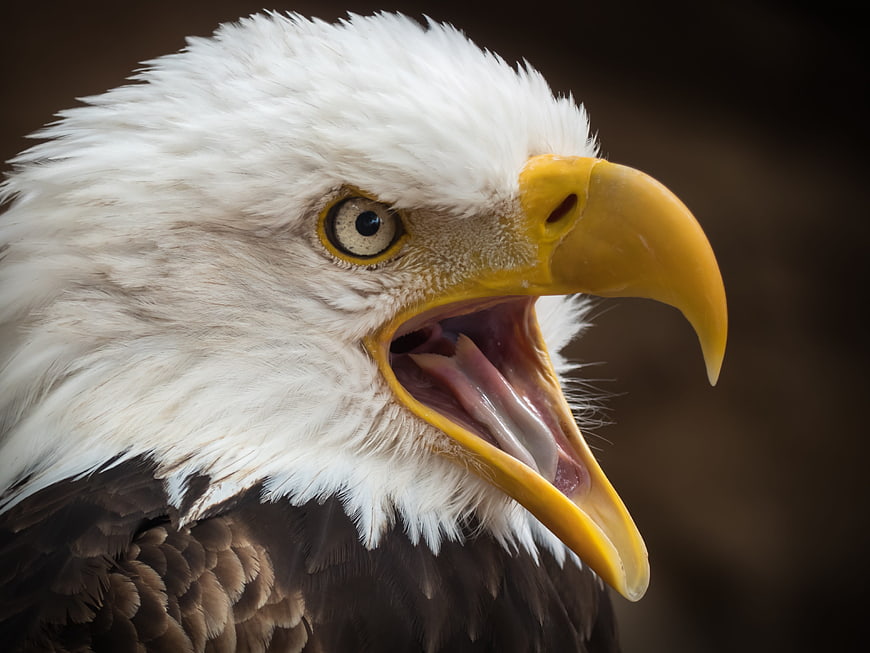 Close-up portrait of a bald eagle with open beak