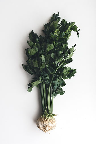 Fresh Celery Root with Leaves on White Background