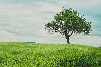 Lone Tree in Green Field Under Cloudy Sky