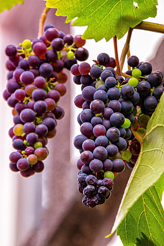 Ripe Purple Grapes on Vine with Green Leaves