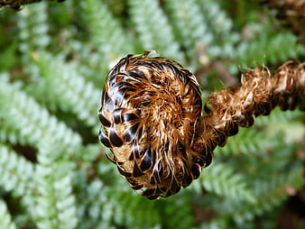 Close-up of a fuzzy brown fern fiddlehead frond