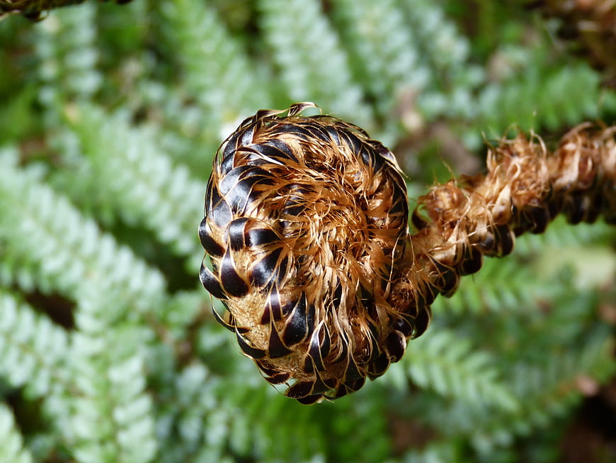 Close-up of a fuzzy brown fern fiddlehead frond