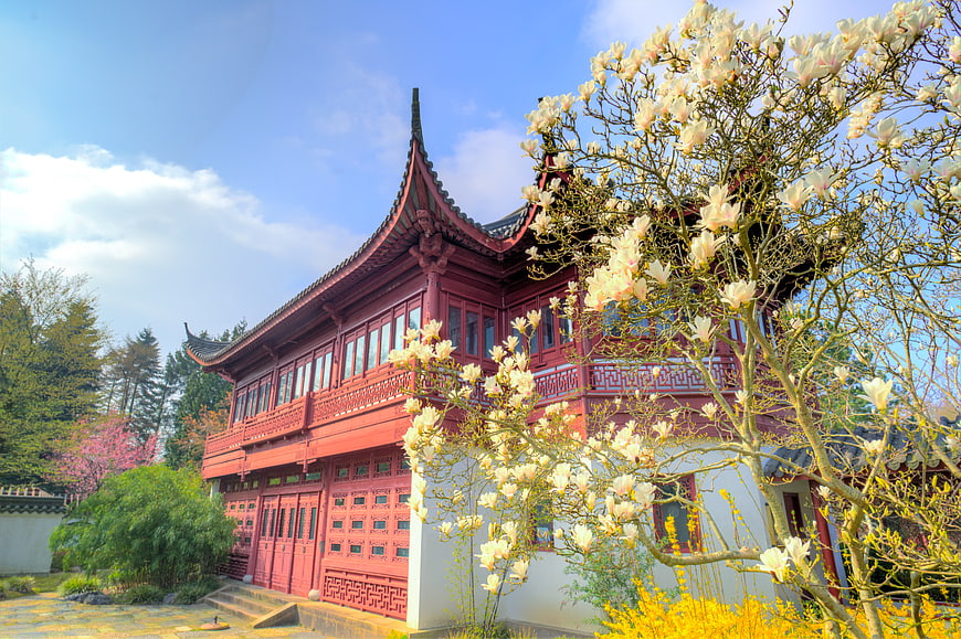 Traditional Chinese Architecture with Blooming Magnolia Tree
