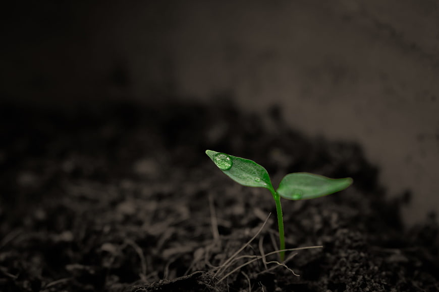 Green seedling sprout with water droplet in dark soil