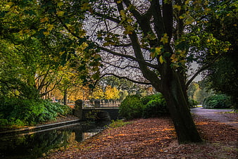 Autumn park path with fallen leaves and canal