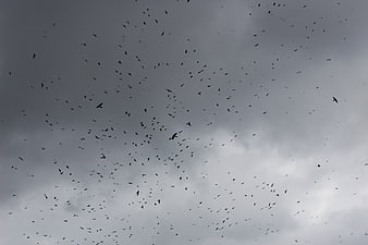 Flock of birds silhouetted against dark cloudy sky