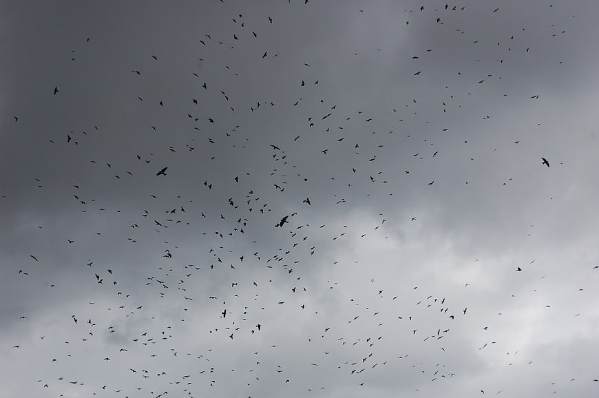 Flock of birds silhouetted against dark cloudy sky