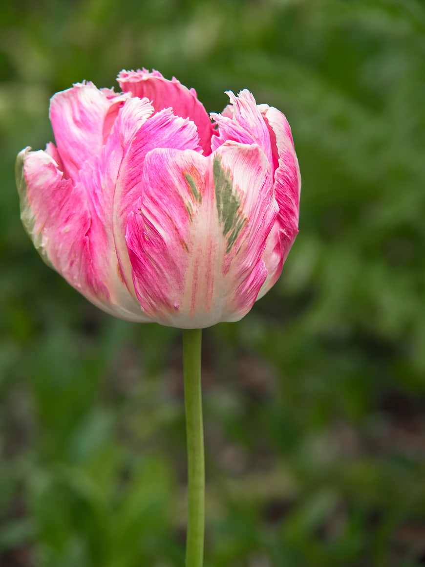 Close-up of a pink and white variegated tulip flower