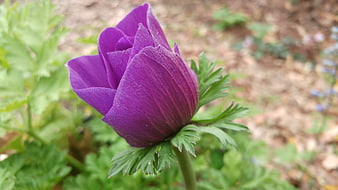 Close-up of a purple pasque flower bud in a garden