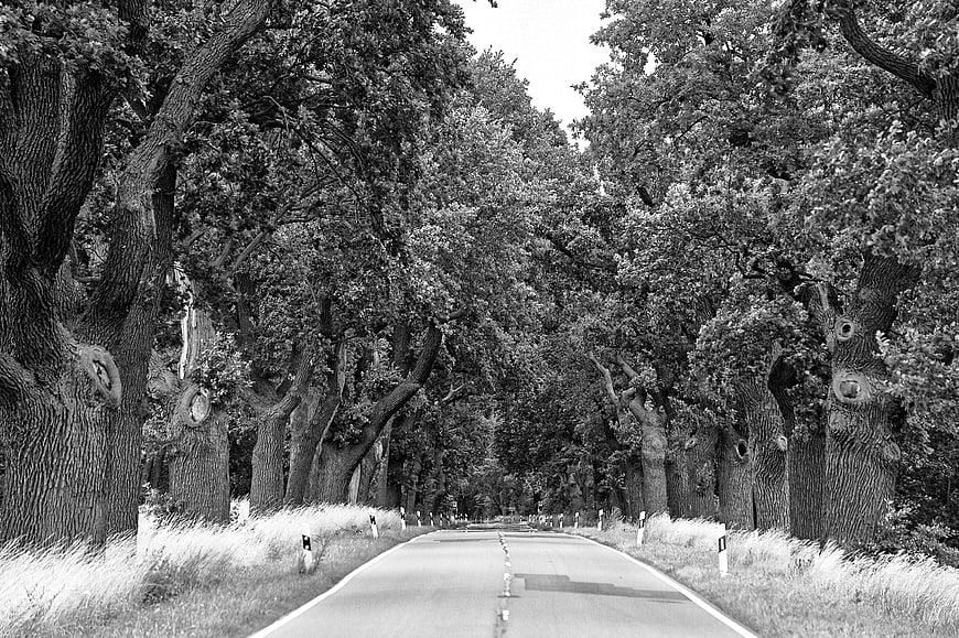 Black and white tree-lined avenue road in summer