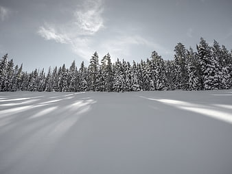 Serene Winter Forest Landscape with Snowy Shadows