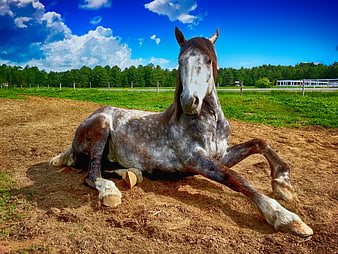 Roan Horse Lying Down in Sandy Pasture