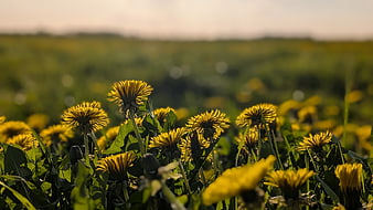 Yellow Dandelions In A Green Meadow At Sunset