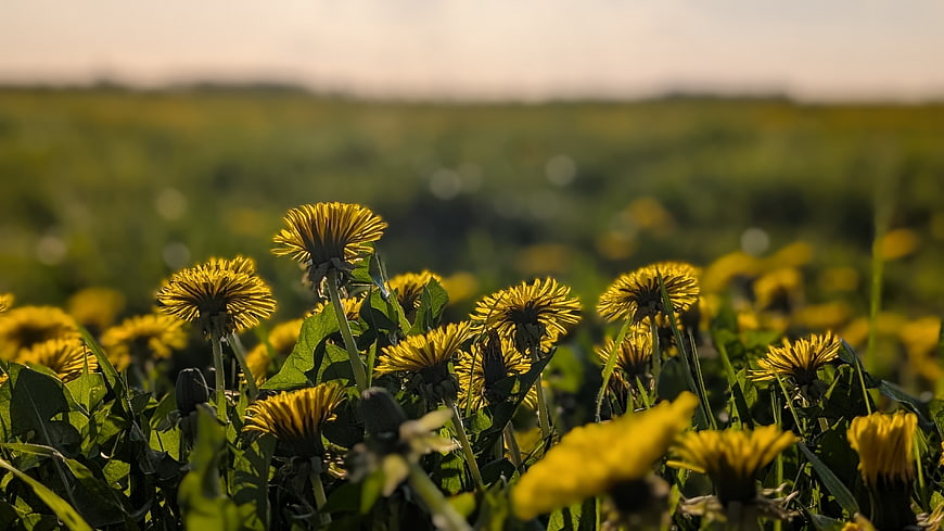 Yellow Dandelions In A Green Meadow At Sunset