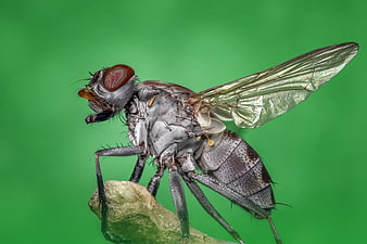 Macro photography of a housefly on a green background