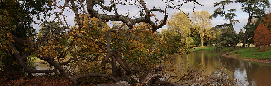 Panoramic autumn landscape with gnarled tree branches over a calm river