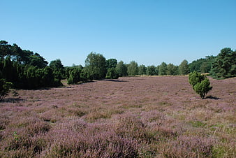 Blooming purple heather field with pine trees and blue sky