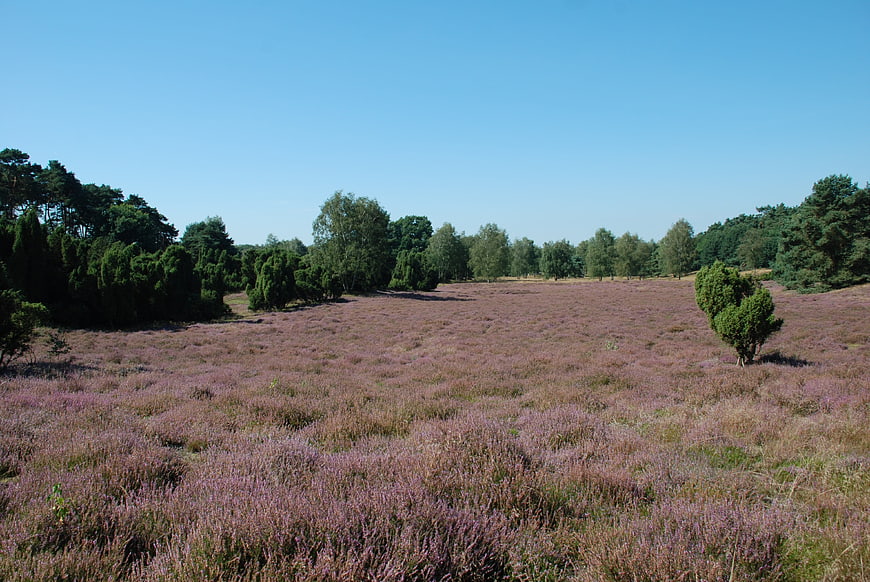 Blooming purple heather field with pine trees and blue sky