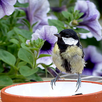Young Great Tit Bird Perched on Terracotta Bowl with Petunias