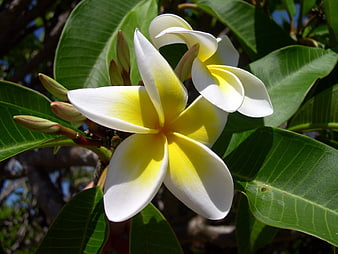 Close-up of White and Yellow Plumeria Flower in Bloom