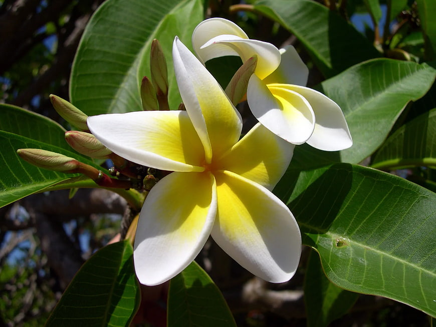 Close-up of White and Yellow Plumeria Flower in Bloom