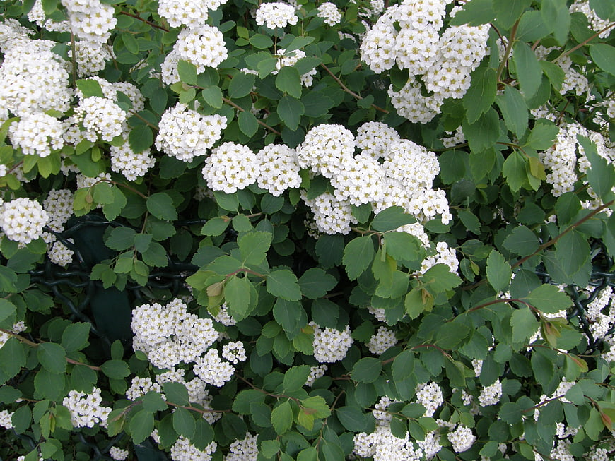 White Spiraea Blossoms on Green Bush