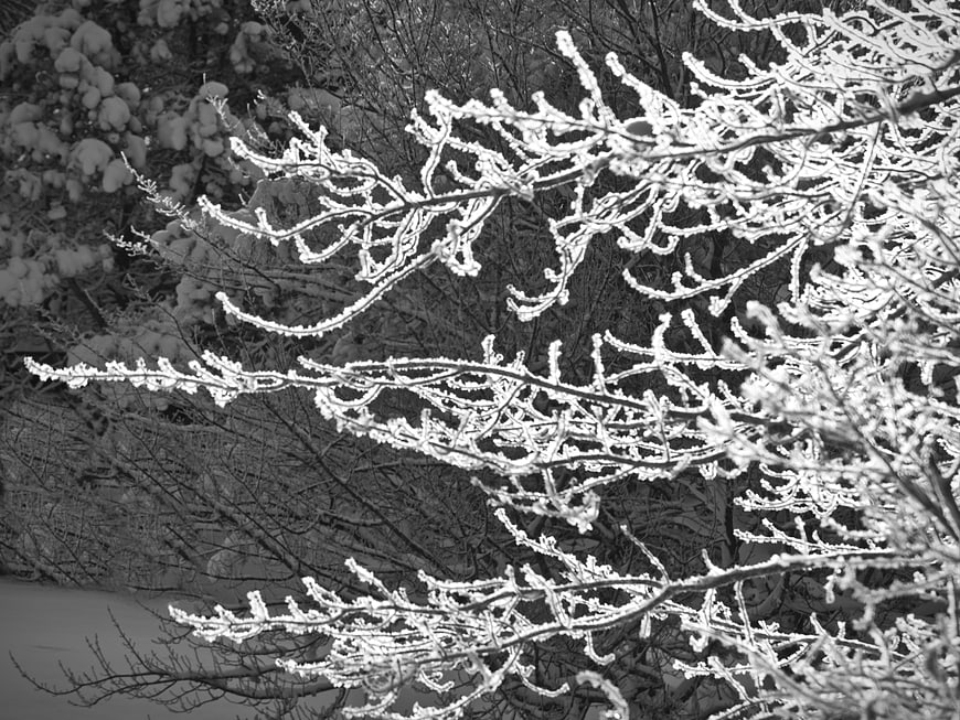 Black and white close-up of frost-covered tree branches in winter