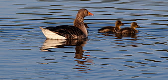 Greylag Goose with Goslings Swimming in Lake